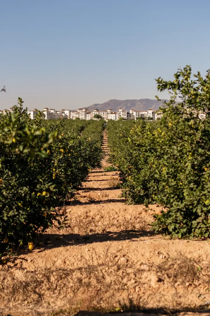 Fotografía de campo de limoneros en recolección